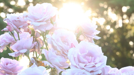 夕日の中のピンクのバラ 逆光