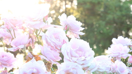 夕日の中のピンクのバラ 逆光
