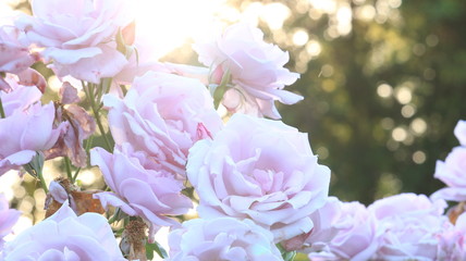 夕日の中のピンクのバラ 逆光