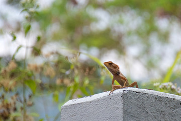 close up of lizard on a blurred background