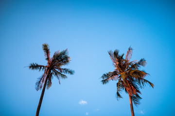Palm Tree at a Beach on a Summer Day