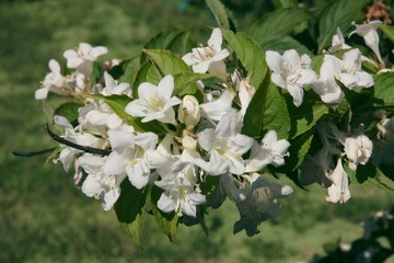 Weigela ornamental bush with white flowers close up