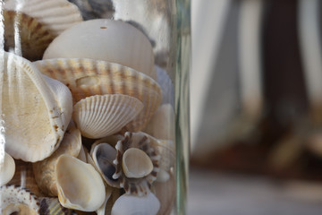 Seashells in glass jar close up with blur background