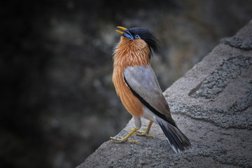 Brahminy Starling