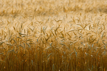 Wheat ears
