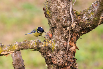 cinciallegra (Parus major) posata sull'albero