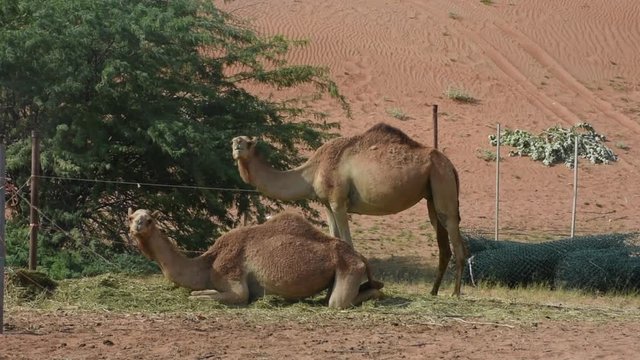 A pair of dromedary camels standing and sitting (Camelus dromedarius) in desert sand dunes of the United Arab Emirates. 