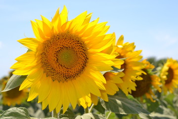 Girasoles