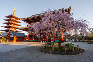 Spring cherry blossoms at Sensoji Temple, Tokyo, Japan