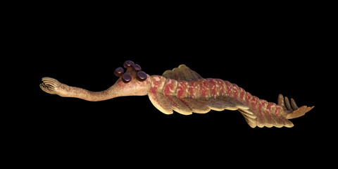 Opabinia regalis, prehistoric aquatic animal from the Cambrian Period isolated on black background