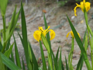 春の庭に咲くキショウブの花