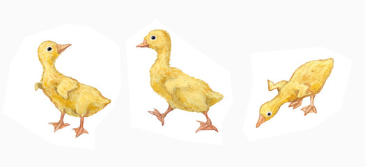 Goose duck Drake watercolor vector red paws and beak snow-white village farm