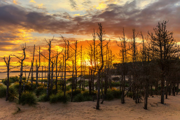 Fototapeta premium A group of dead trees with bare branches at sunset on the beach of the North Wales town of Newborough with a beautiful evening orange in the sky.