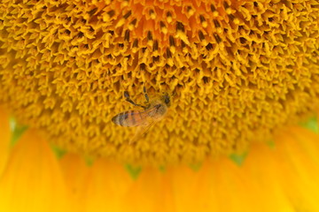 abeja y girasol