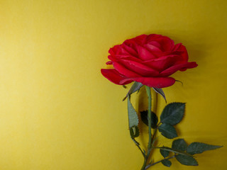red rose on yellow background