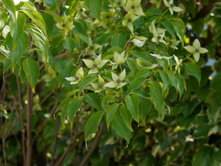 Cornus kousa. Bractées jaune vert et feuilles ondulées du kousa ou cornouiller du japon