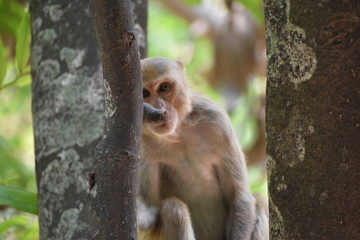 monkey behind a tree
