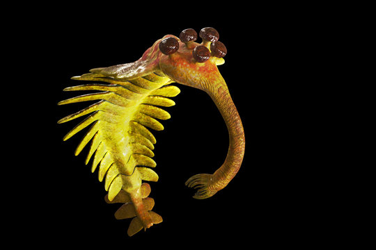 Opabinia Regalis, Prehistoric Aquatic Animal From The Cambrian Period Isolated On Black Background