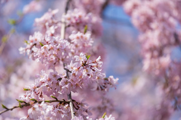 sakura, cherry blossom in Tokyo, Japan