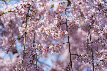 sakura, cherry blossom in Tokyo, Japan
