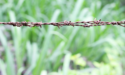 Barbed wire fence on nature background. Rusty and the old.