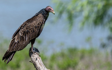 turkey vulture on stump 