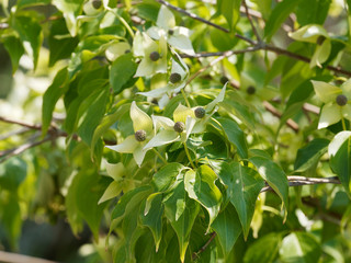Kousa dogwood or Japanese dogwood (Cornus kousa)