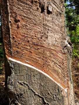 Wood pattern that has been tapped early To remove latex.