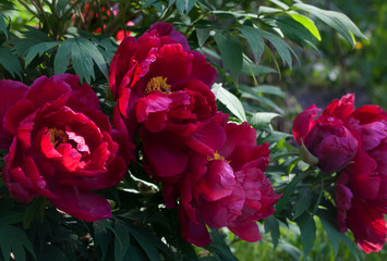 Moutan Tree Peony (Paeonia suffruticosa) in park. Close up.