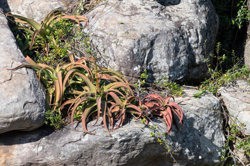 Red and green aloe plants growing on rocks in the wild, iMfolozi, South Africa.
