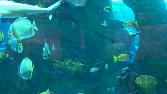 aquarium colourfull fishes in dark deep blue water