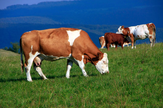 Simmental cattle herd on the pasture, Germany