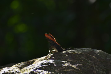 frog on a rock
