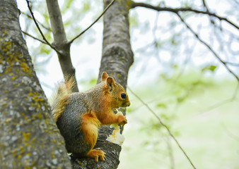 squirrel, animal, tree, rodent, wildlife, nature, mammal, cute, fur, wild, grey, tail, eating, animals, nut, red, forest, park, eat, autumn, branch, fluffy, brown, small, furry