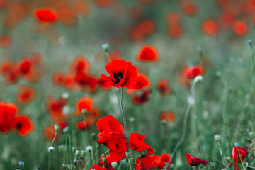 Bright red poppy flowers and blue sky with white clouds.