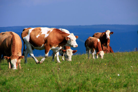 Simmental cattle herd on the pasture, Germany