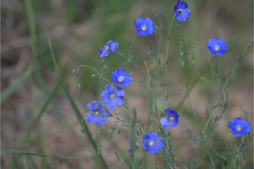Echter Lein © MEISTERFOTO