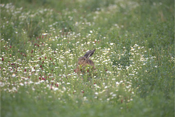 Feldhase im Gras