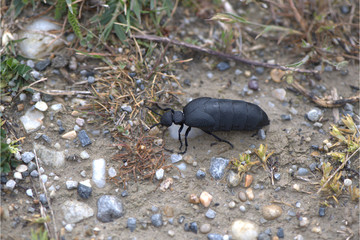 Schwarzer öl Käfer