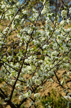 Apricot blossom tree in spring