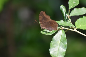 butterfly on leaf