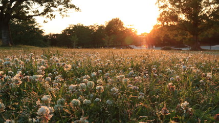 夕焼けのシロツメクサの草原