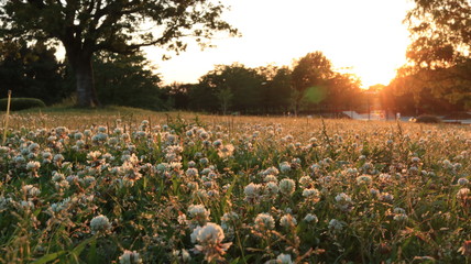 夕焼けのシロツメクサの草原