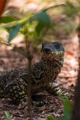 goanna looking at you