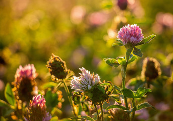 Clover in a field at sunset.