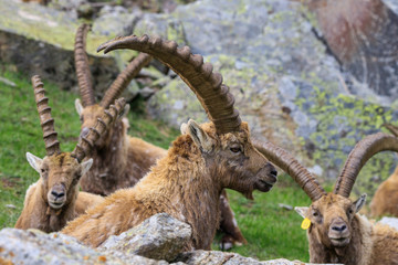 gruppo di stambecchi nel parco nazionale del Gran Paradiso