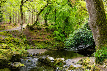 Fototapeta na wymiar trees, lakes and streams in Tollymore Forest Park