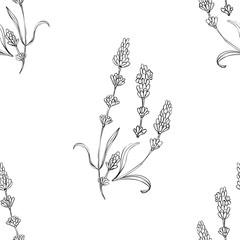 Lavander seamless pattern. Surface pattern design. Flower botanical art natural