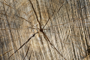 Top view of a wooden natural stump on a sunny day. Texture of cut tree closeup.