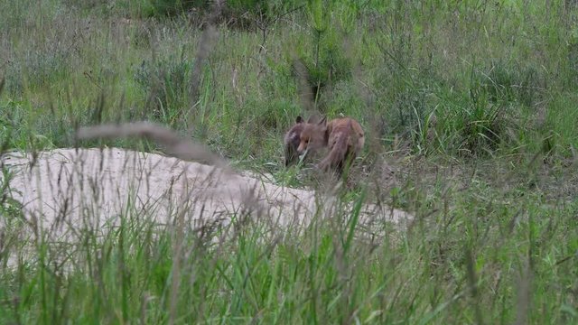 Kleine F&uuml;chse , Fuchswelpen am Fuchsbau streiten und k&auml;mpfen ums Futter